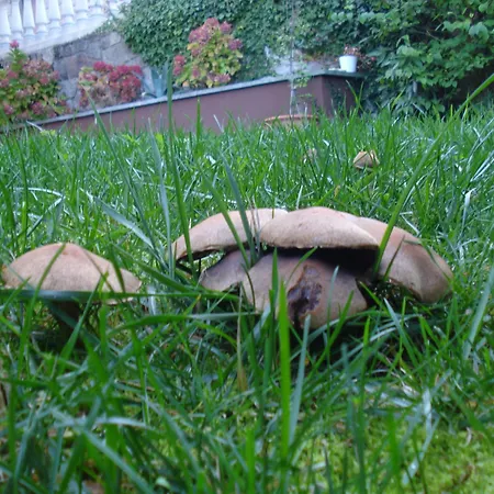 شقة Jardin San Pelayo *