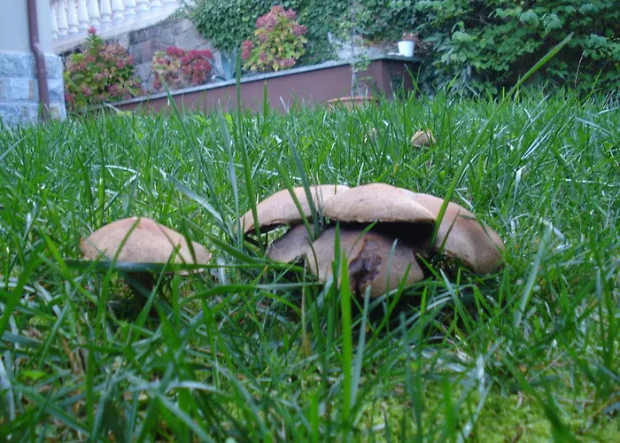 Apartamento Jardín San Pelayo *